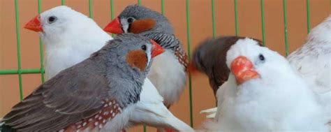 珍珠鳥幼鳥|【珍珠鳥幼鳥】如何養殖珍珠鳥幼鳥：飼養技巧、繁殖方法與生態。